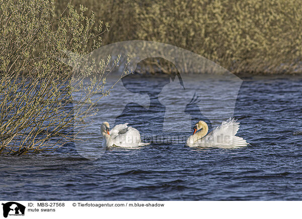 mute swans / MBS-27568