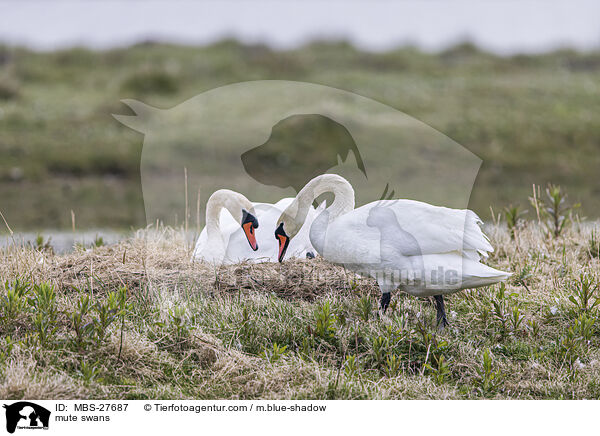 Hckerschwne / mute swans / MBS-27687