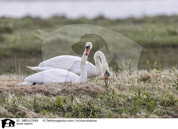 mute swans / MBS-27688