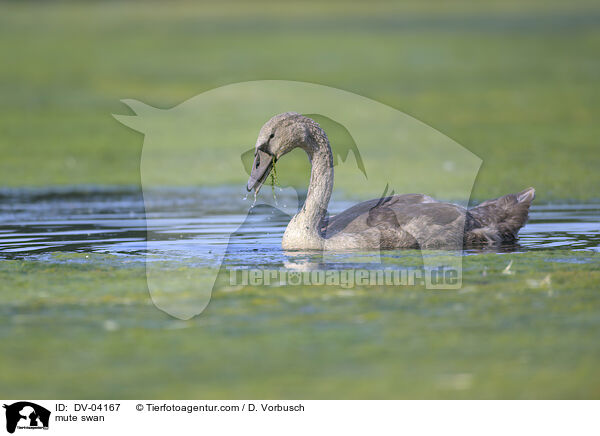 Hckerschwan / mute swan / DV-04167