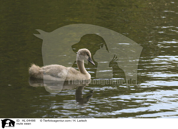 Hckerschwan / mute swan / HL-04486