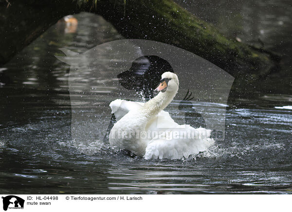 mute swan / HL-04498