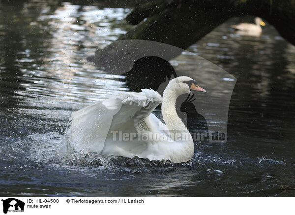 Hckerschwan / mute swan / HL-04500