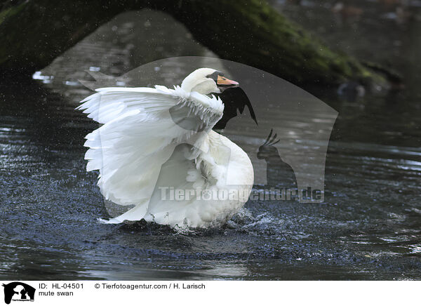 Hckerschwan / mute swan / HL-04501