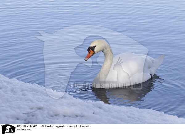 Hckerschwan / mute swan / HL-04642
