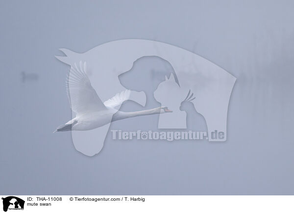 Hckerschwan / mute swan / THA-11008