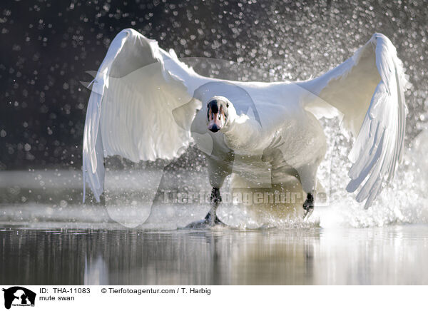 Hckerschwan / mute swan / THA-11083