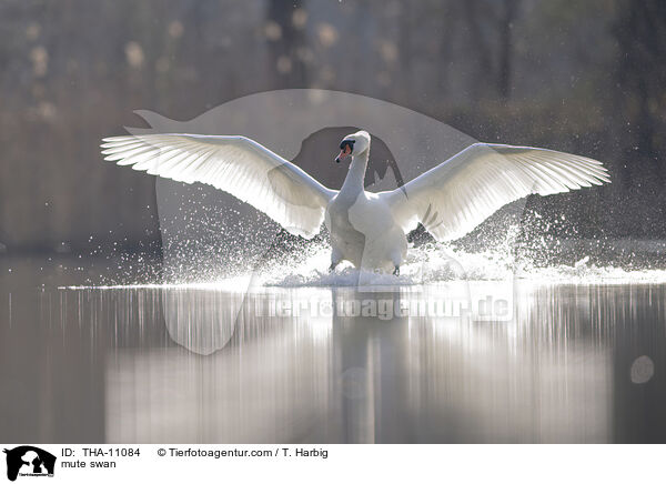 Hckerschwan / mute swan / THA-11084