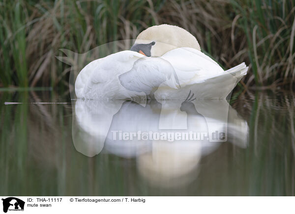 Hckerschwan / mute swan / THA-11117