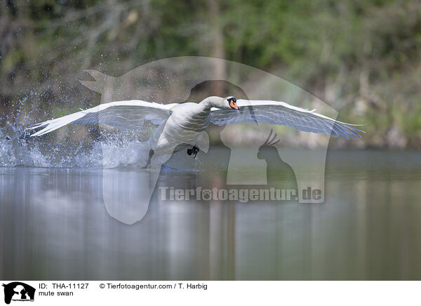 Hckerschwan / mute swan / THA-11127