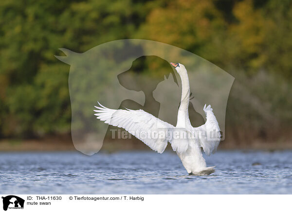Hckerschwan / mute swan / THA-11630
