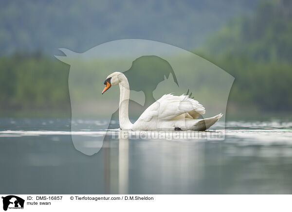 Hckerschwan / mute swan / DMS-16857