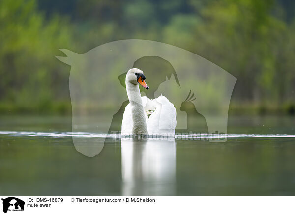 mute swan / DMS-16879