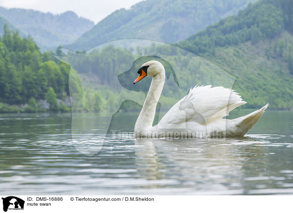 Hckerschwan / mute swan / DMS-16886