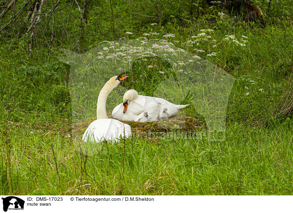 Hckerschwan / mute swan / DMS-17023
