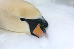 swan
