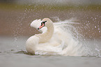 mute swan