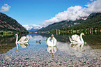 mute swans