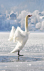 mute swan