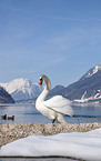 mute swan