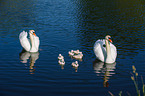 mute swans