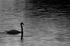 mute swan