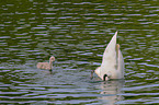 Mute swans