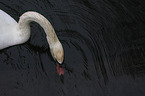 mute swan