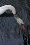 mute swan
