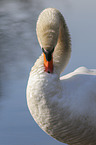 mute swan