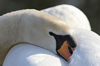 mute swan