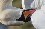 mute swan
