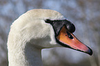 mute swan
