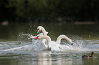 mute swans