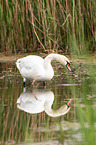 mute swan