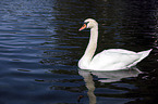 mute swan