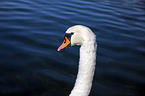 mute swan