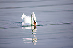 mute swan