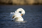 mute swan