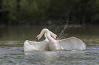 mute swans