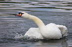 mute swan
