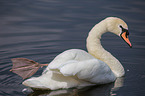 mute swan
