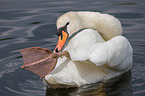 mute swan