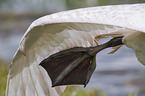 mute swan