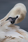 mute swan
