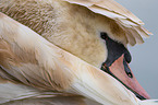 mute swan