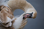 mute swan