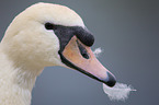mute swan