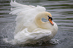 mute swan