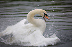 mute swan
